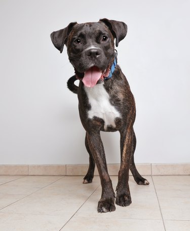 Boxer dog in animal shelter hoping to be adopted