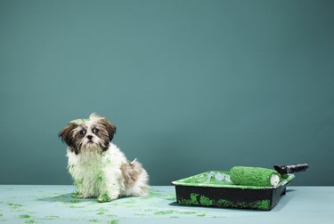 Puppy covered in green paint from paint tray