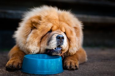 Portrait of Chow-Chow drinking water