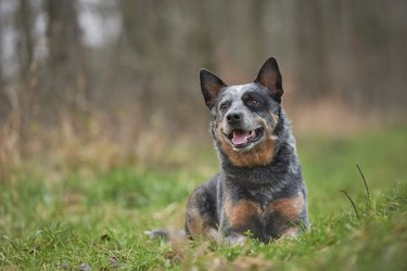 Australian Cattle Dog