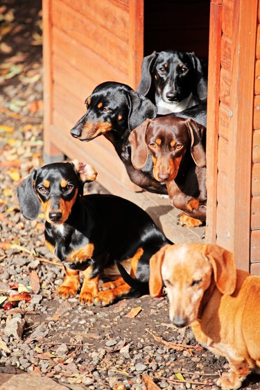 bunch of dachshunds outside