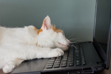 cat asleep on a black keyboard