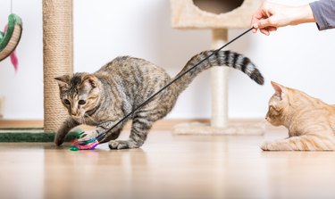 Cats Playing with toys in Living Room