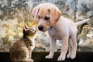 Close-Up Of Kitten Looking At Puppy Against Stone Wall