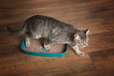 Cute cat in plastic litter box on floor