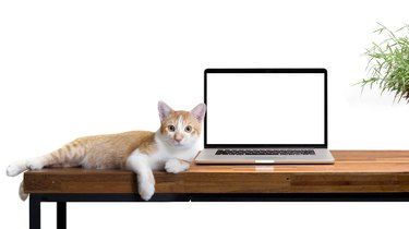 cat sitting with blank laptop on wooden table