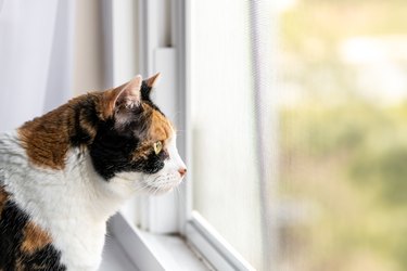 calico cat looking out window