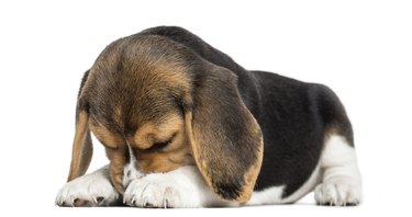 Beagle puppy lying, hiding its face, isolated on white