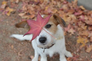 Small Jack russell terrier with autumn leaf on his face