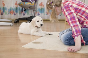 how can i protect my floor from dog urine