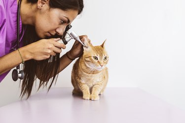 Veterinarian doctor is making a check up of a cute beautiful cat.