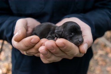 Newborn black puppy sleeping in the hands of the owner.