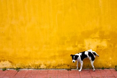 small dog peeing on yellow wall