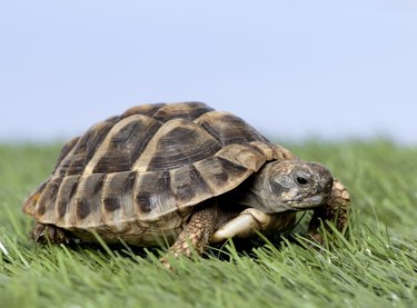 Turtle on grass against a blue sky