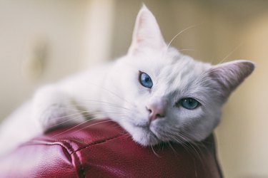 Close-up shot of a female Turkish Angora cat relaxing on top of a red leather couch.