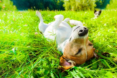 brown and white dog laying on its back on grass outdoors