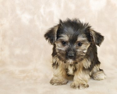 Sweet Little Morkie Puppy