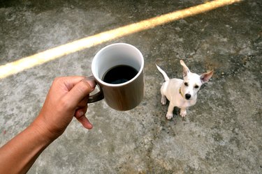 Morning coffee with dog