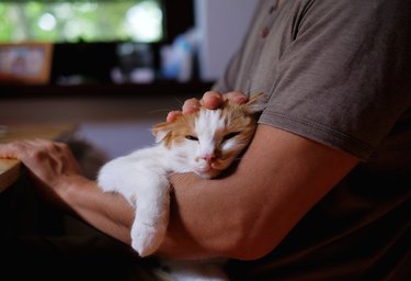 Cute cat lying on man's arm