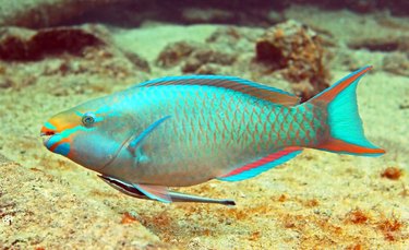 Parrot Fish 1