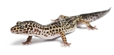 Leopard gecko, Eublepharis macularius, in front of white background