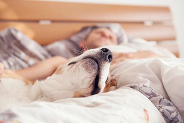 Close up image beagle snout in his owner bed