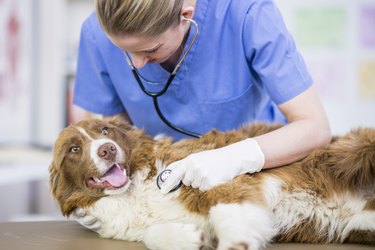 Using A Stethoscope