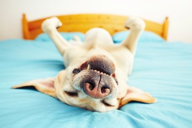 Dog on the bed