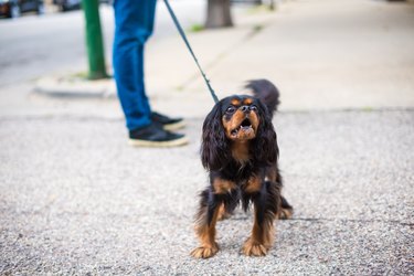 Cavalier King Charles Spaniel out for a walk, barking