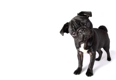 Black Pug full body portrait