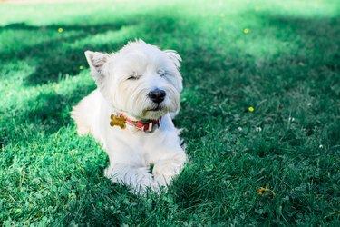 White dog lying on the grass.