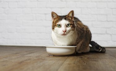 Cat with white food bowl