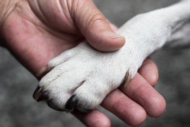 Dog´s paw and woman´s hand