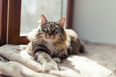 Grey cat lying on bed