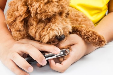 Dog nails being cut and trimmed during grooming