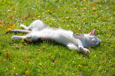 Cute white cat on its back on fresh green grass with morning sunlight on body