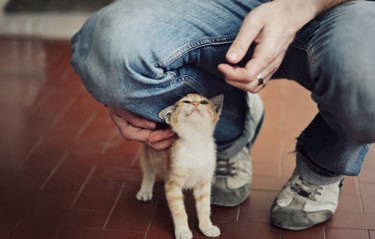 Man playing with cat