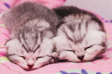 newborn kittens lying on pink pillow