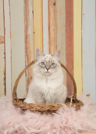 Cute ragdoll cat with blue eyes looking at camera sitting in a reed basket on a pastel colored background in a vertical image