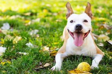 Smiling dog