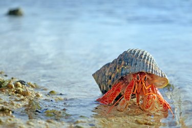 Hermit crab walks on sandy beach