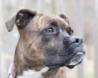 Brindle Boxer Dog Mix