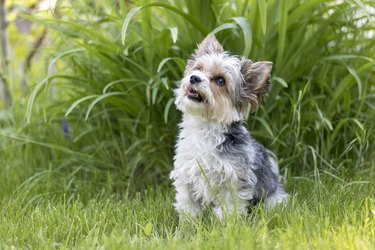 how can you tell if your yorkie is mixed