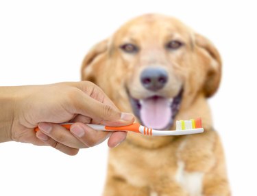 toothbrush for dogs