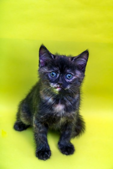 Newborn, Three Colors Scottish Straight Female Kitten