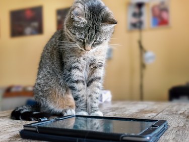 Gray cat looking at tablet screen