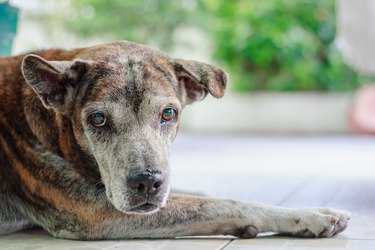 The head and front paws of a medium-sized brindle dog who is lying down