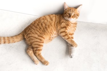 ginger cat with broken leg