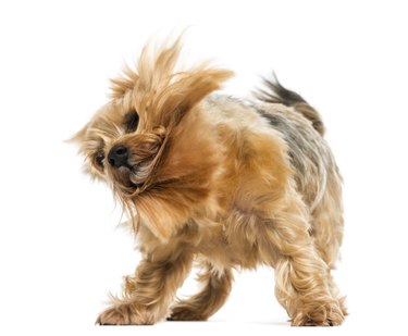 Yorkshire terrier standing, shaking, 6 years old, isolated