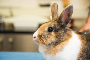 Rabbit at the veterinarian